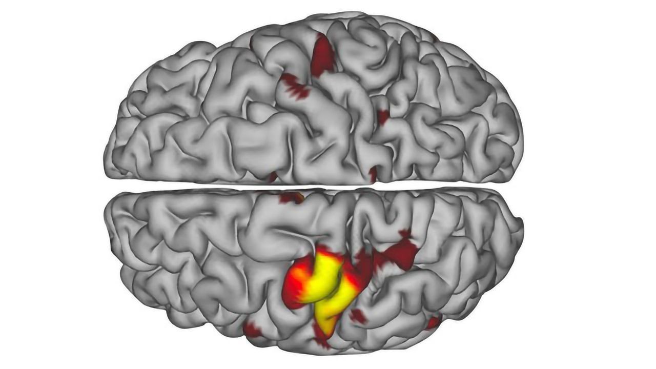 Brain Pulses Put Unused Limbs in Neural Standby Mode