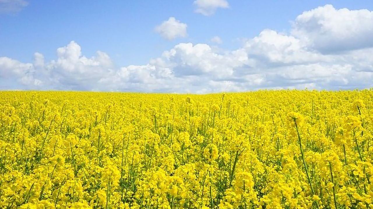 Gene Discovery Could Help Agricultural Crops Collaborate Better With Fungi