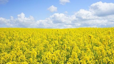 Gene Discovery Could Help Agricultural Crops Collaborate Better With Fungi
