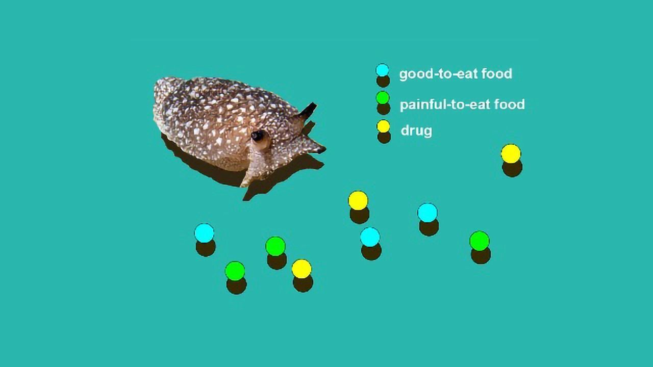 What a Simulated Sea Slug Called ASIMOV Can Teach Us About Addiction