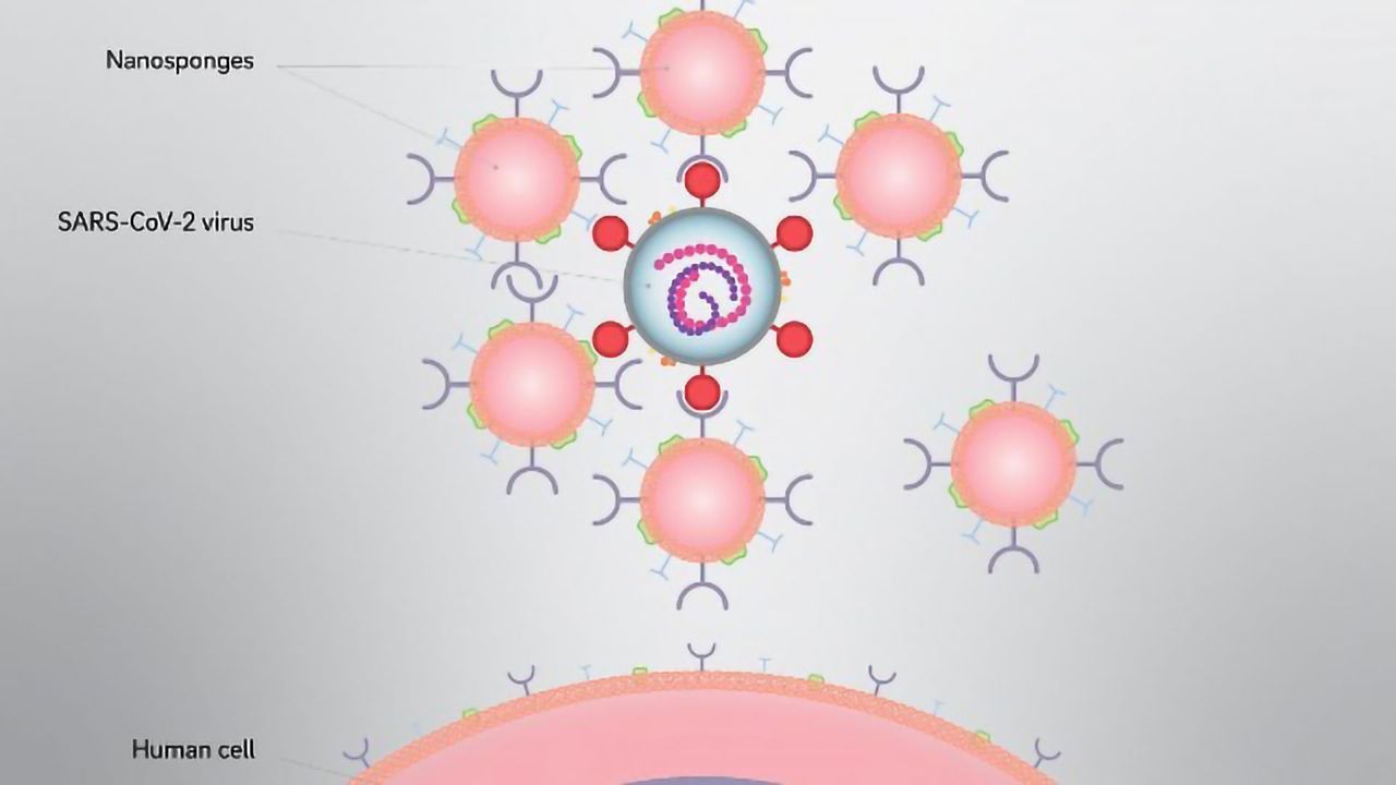 Cellular Nanosponges Neutralize SARS-CoV-2 in Cell Culture