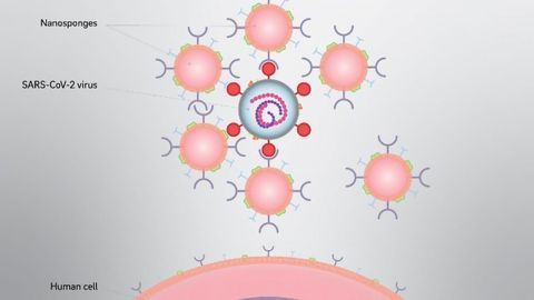 Cellular Nanosponges Neutralize SARS-CoV-2 in Cell Culture