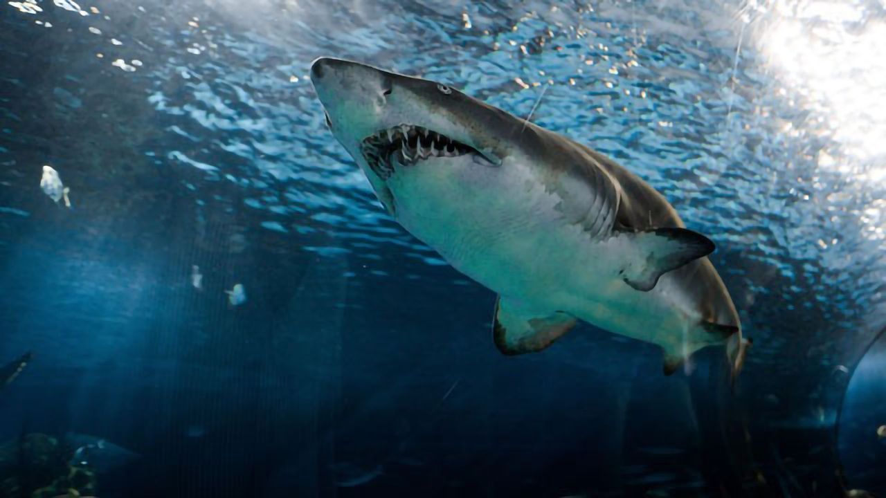 Scientists Surprised by Great White Shark's Dining Habits