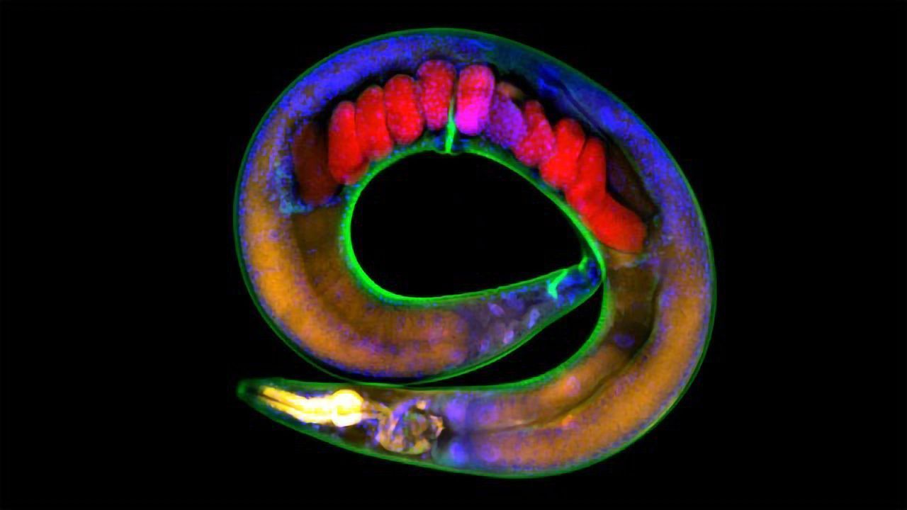 Gut Bacteria May Influence Worm Eating Habits