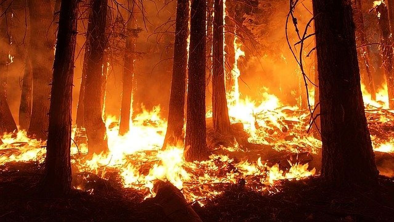 "Paper Chips" Could Provide Early Warning of Forest Fires
