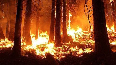 "Paper Chips" Could Provide Early Warning of Forest Fires