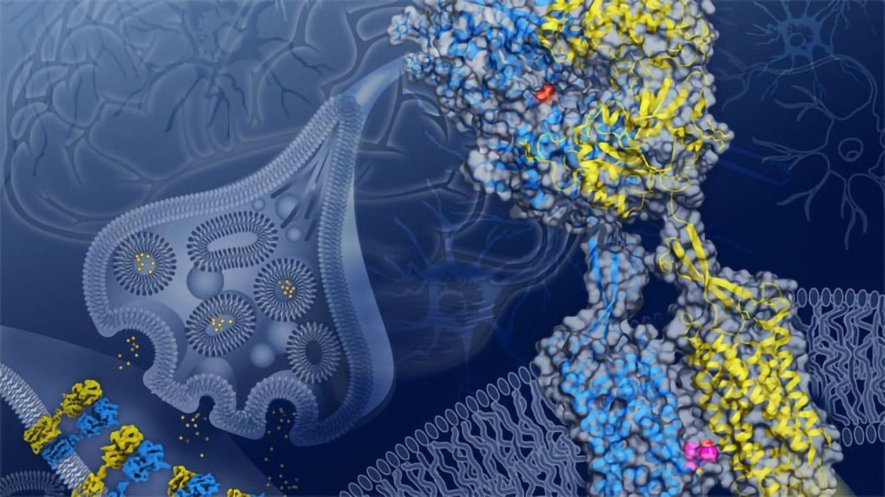Electron Microscopy Shows an Important Brain Receptor's "Venus Flytrap" in Action