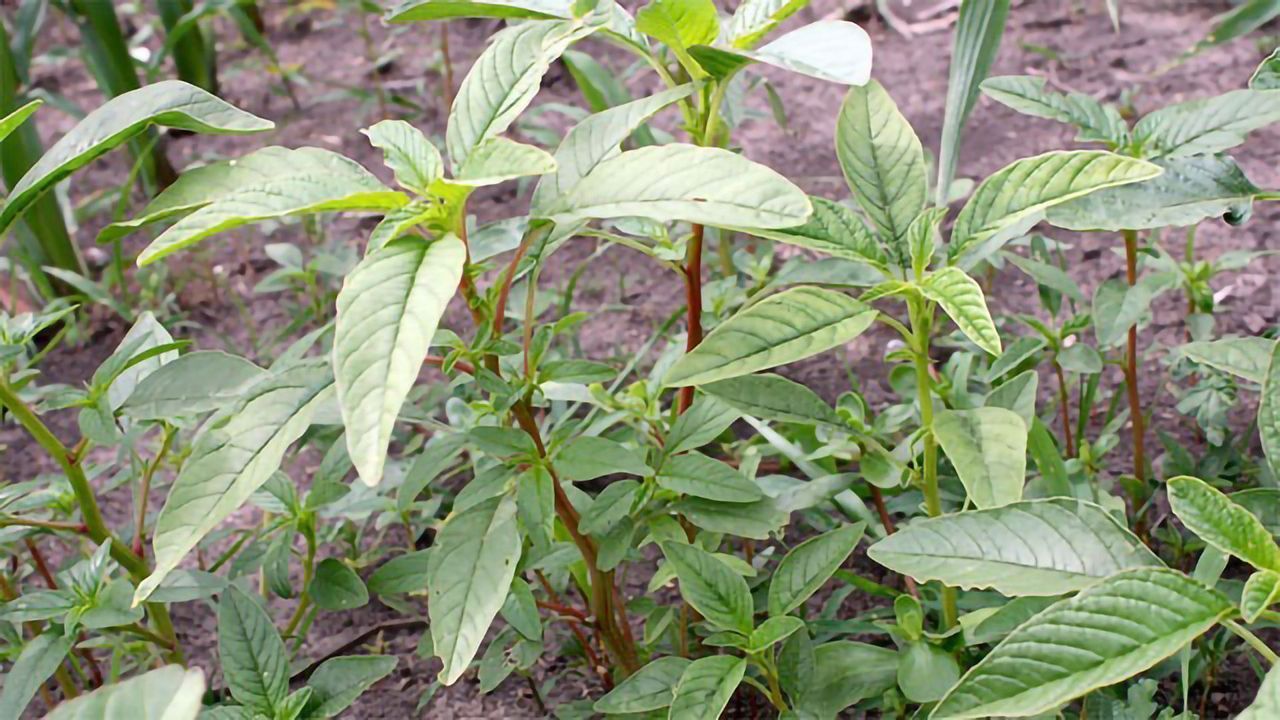 How One Wily Weed Outsmarts Herbicides