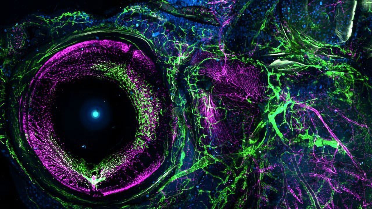 Zebrafish Blood and Lymphatic Vessels