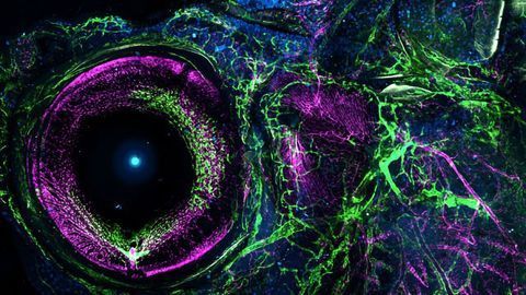 Zebrafish Blood and Lymphatic Vessels