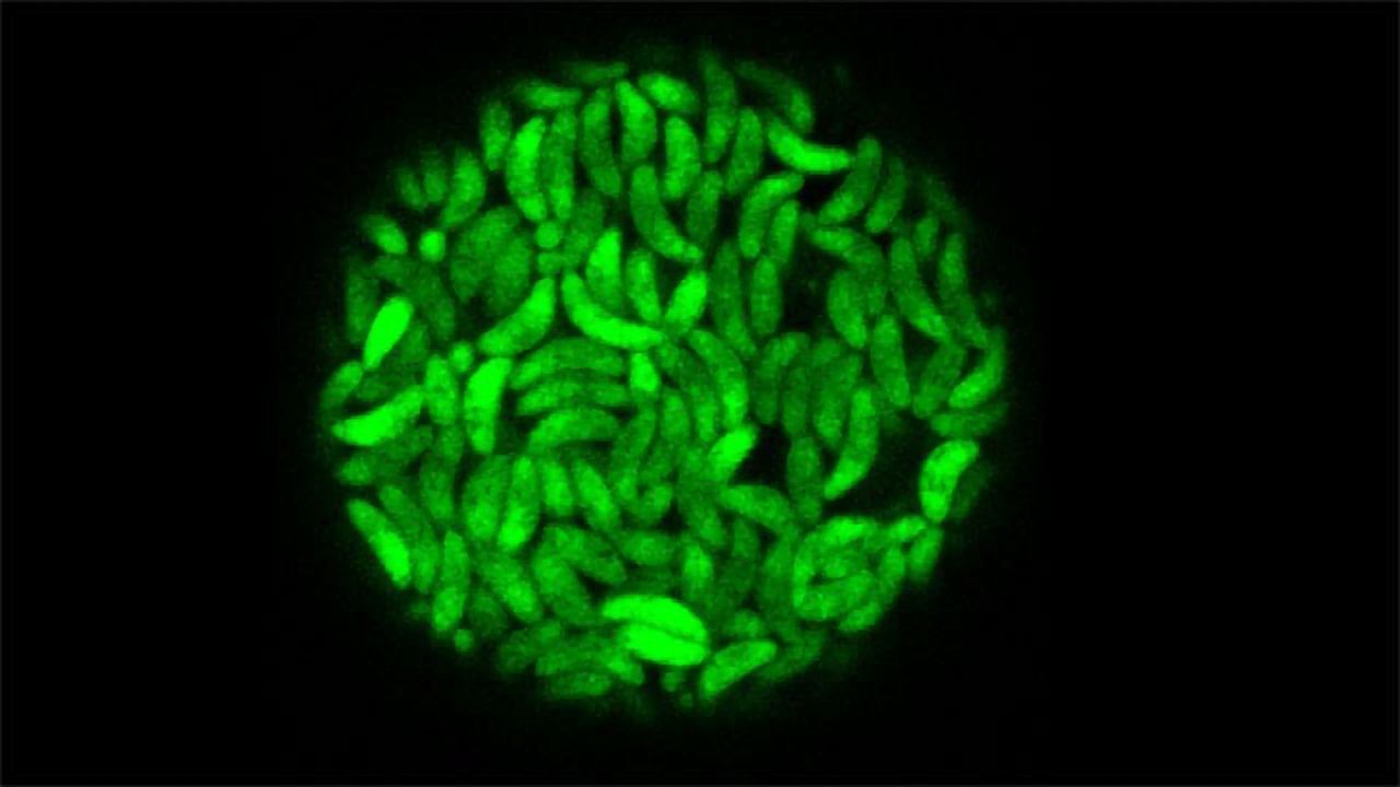 How Toxoplasma Glides So Swiftly Through Mammalian Tissues