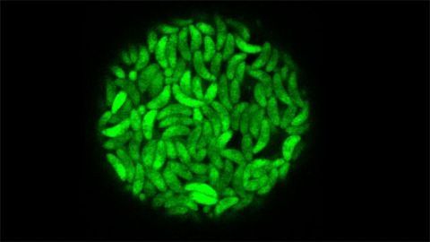 How Toxoplasma Glides So Swiftly Through Mammalian Tissues