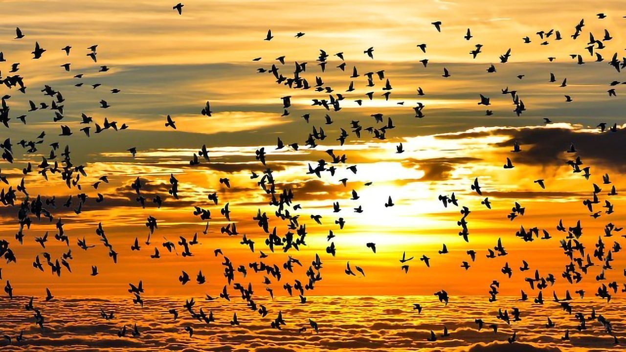 Diet Rich in Antioxidants Reduces Migration-related Stress Response