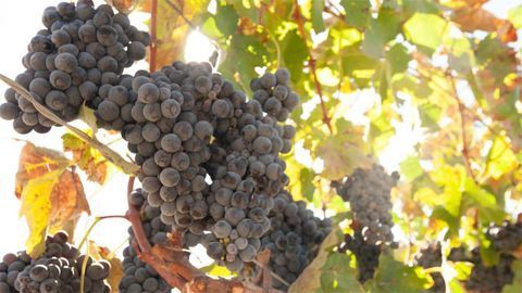 Uncovering the Genetic Basis of Hermaphroditism in Grapes