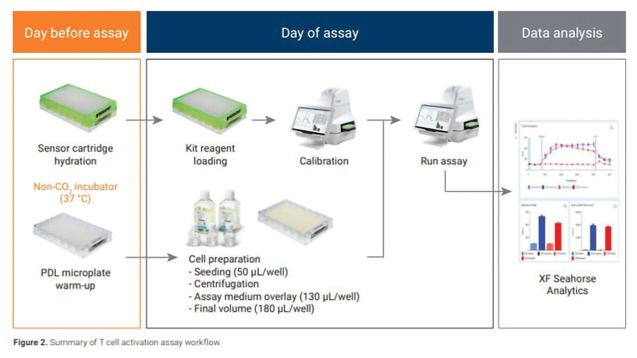 Real-time Detection and Modulation of Human T Cell Activation Using Agilent Seahorse XF Hu T Cell Activation Assay Kit
