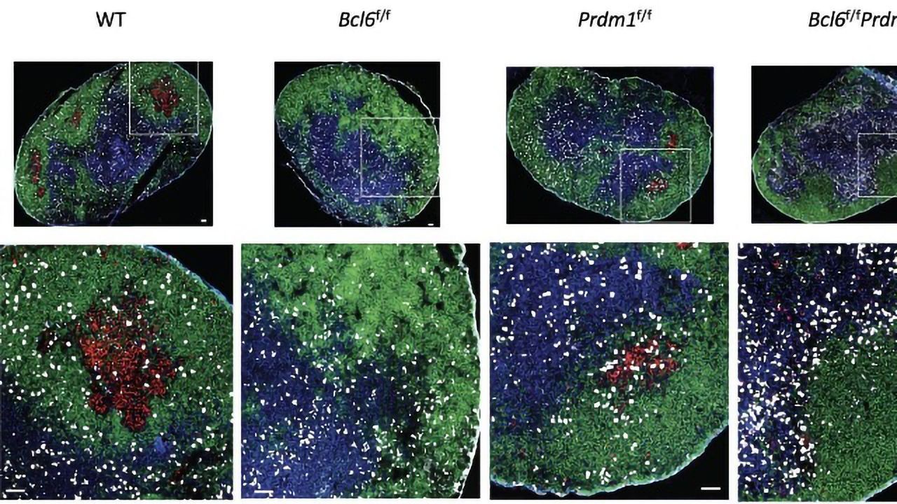 Powerful Immune “Master Regulator” Is Behind Antibody Development