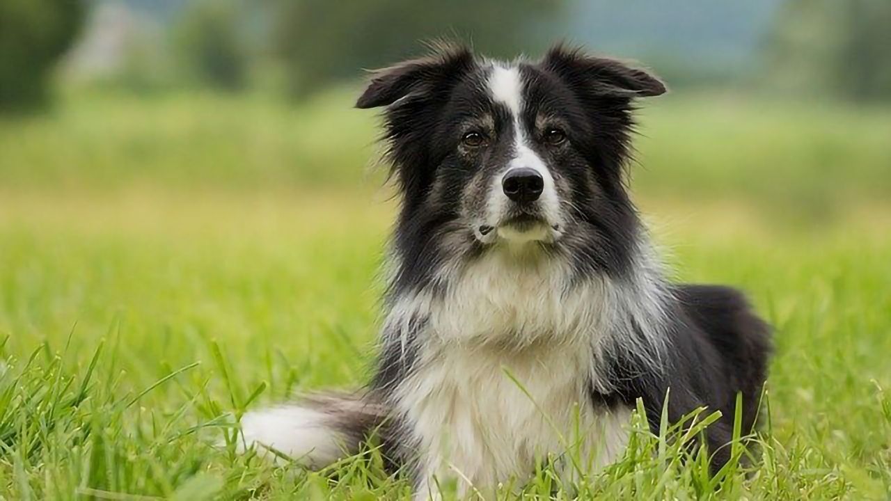 Can Animals Have Beliefs Too?