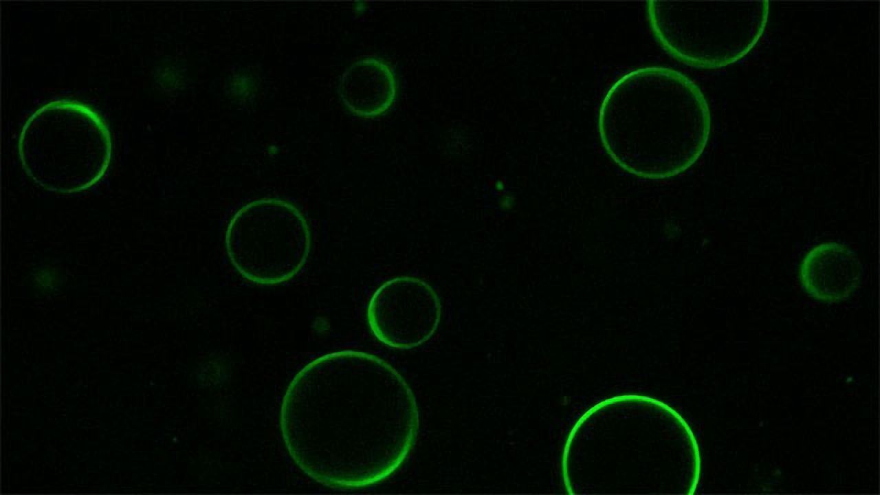 Making Biological Storage Compartments From Proteins