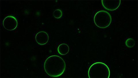 Making Biological Storage Compartments From Proteins