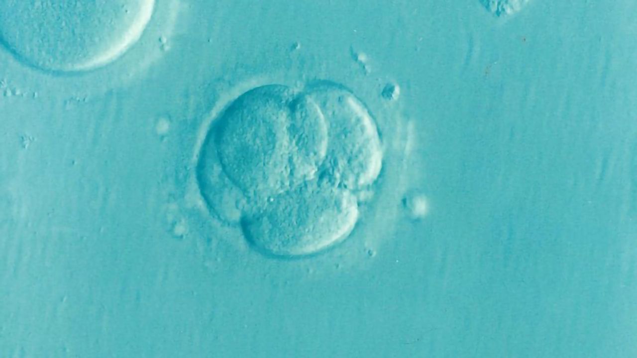 Embryo Vitrification Is Safe, But Longer Storage Reduces Chances of Pregnancy Success