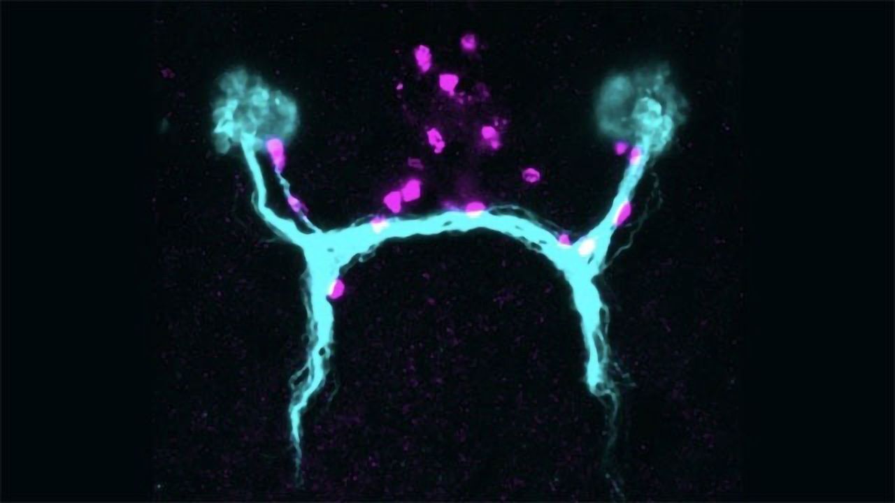 Planarian Visual System