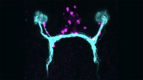 Planarian Visual System