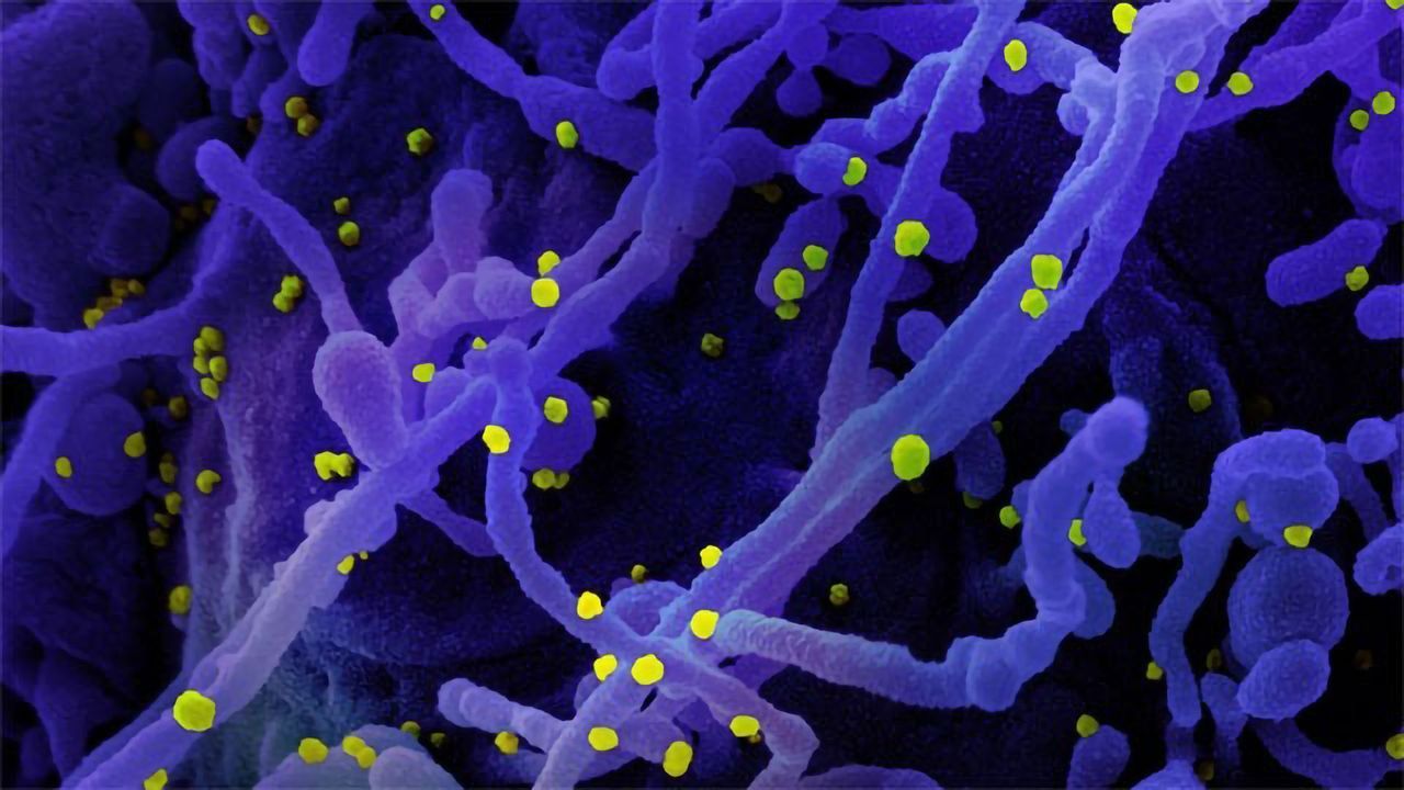 "Don’t Eat Me” Study Could Lead to Broad-spectrum Infectious Diseases Immunotherapy