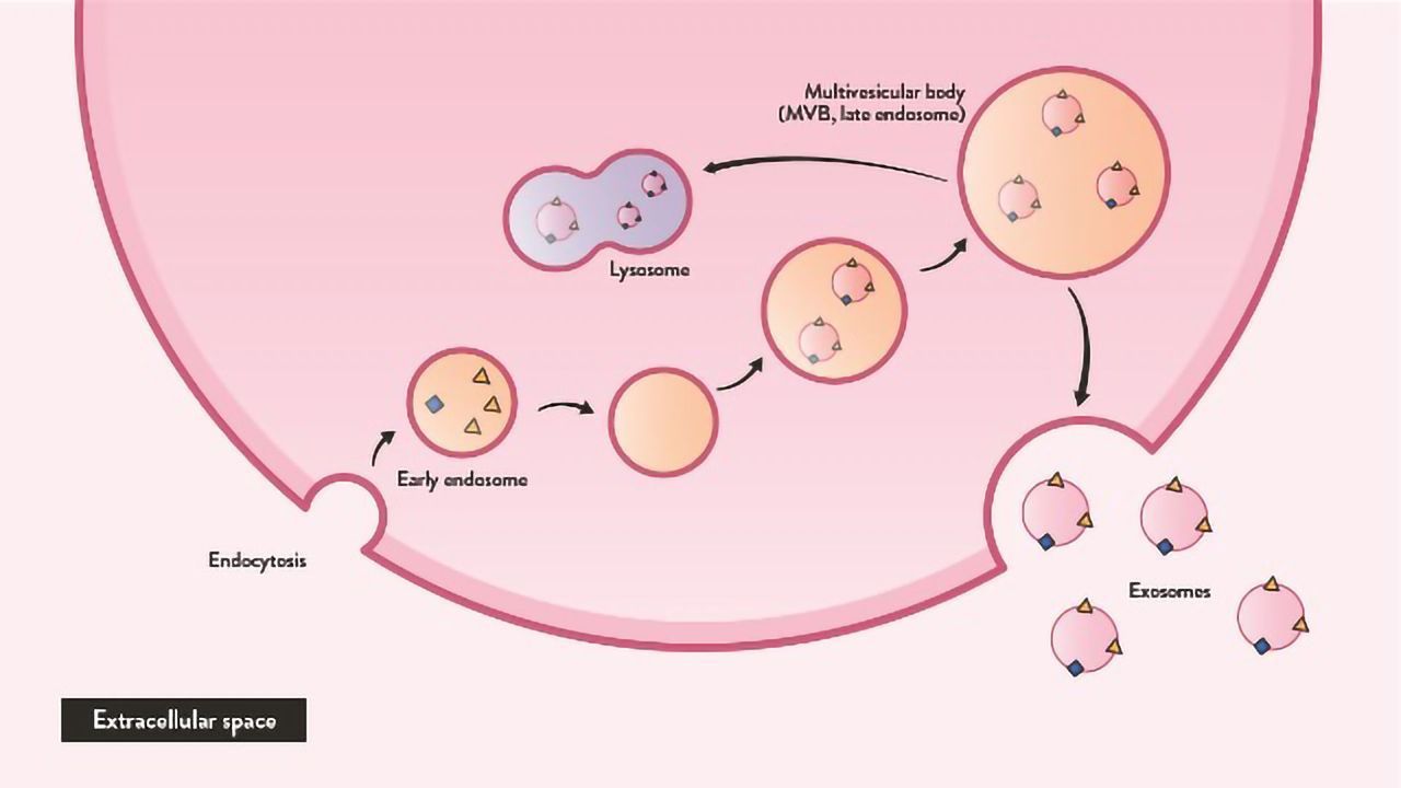 Analyzing Brain Exosomes in Blood Samples Could Help Diagnose ALS Earlier