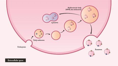Analyzing Brain Exosomes in Blood Samples Could Help Diagnose ALS Earlier
