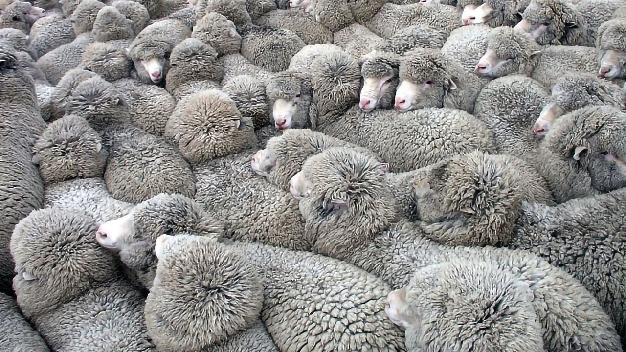 Researchers Use Electric Fields To Herd Cells Like Flocks of Sheep