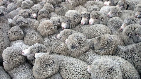 Researchers Use Electric Fields To Herd Cells Like Flocks of Sheep