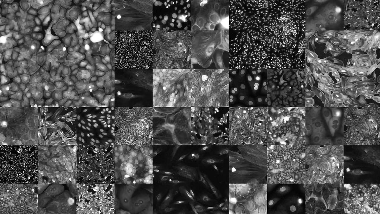 RxRx19: Over 300,000 Cellular Images for COVID-19 Therapeutic Research