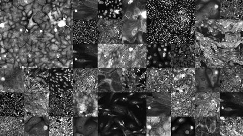RxRx19: Over 300,000 Cellular Images for COVID-19 Therapeutic Research