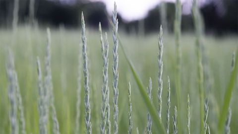 Farmers Now Able To Grow Food-grade Superfood