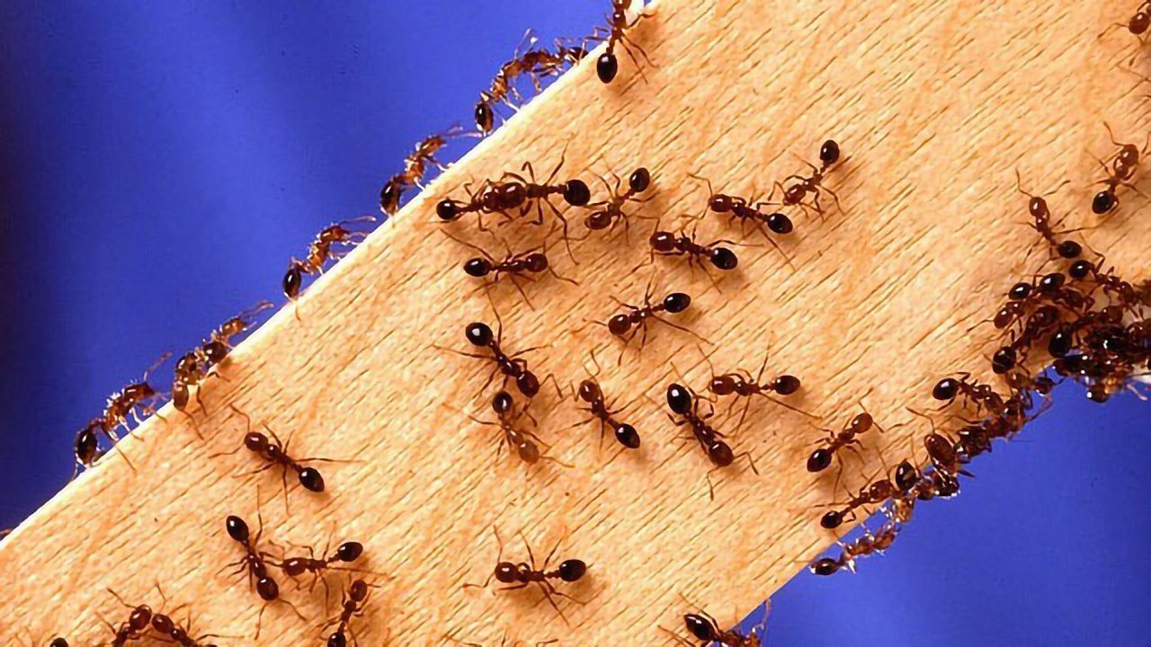 Meat Allergy Spread Limited by Fire Ants... but at a Price