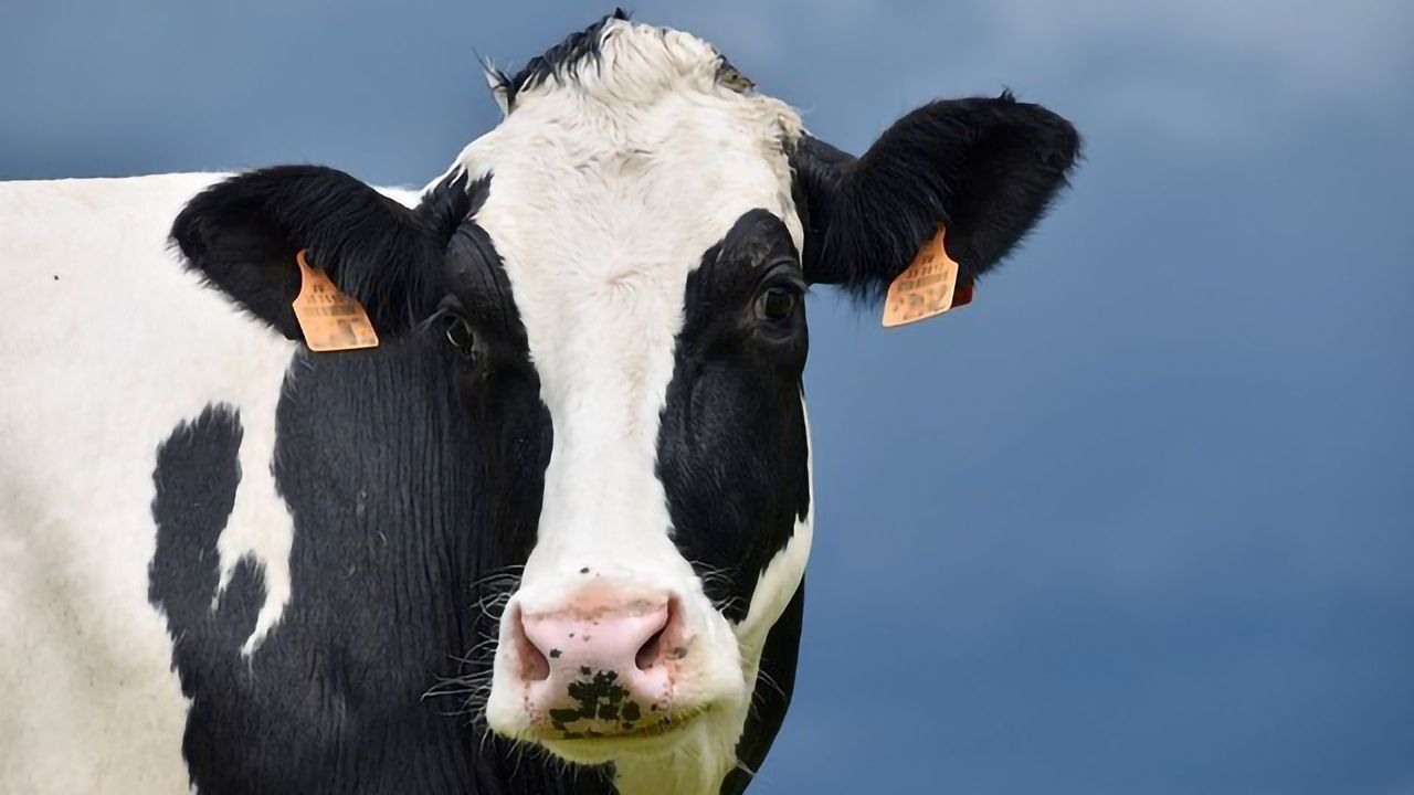 Feed Supplement Reduces Methane Production by Cattle