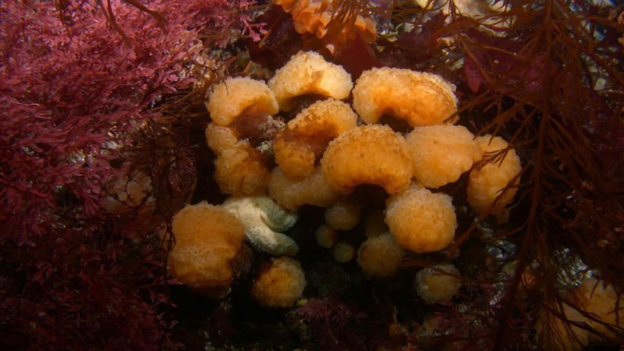 Team Examines Microbiome of Marine Invertebrate That Produces Anticancer Compound