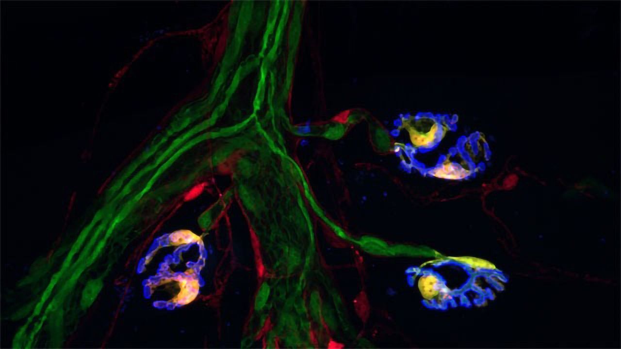"Barcode" Method Identifies Critical Cell Types in the Brain