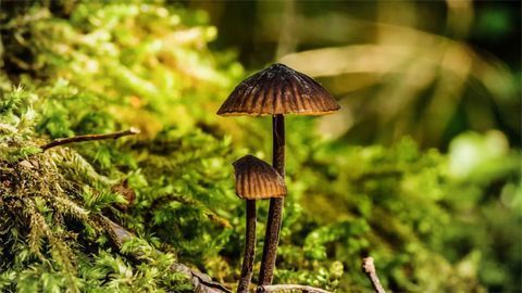Havn Life Launches to Develop Psilocybin Products for Research