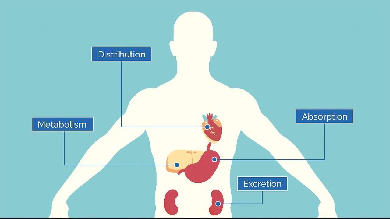 What Is ADME?