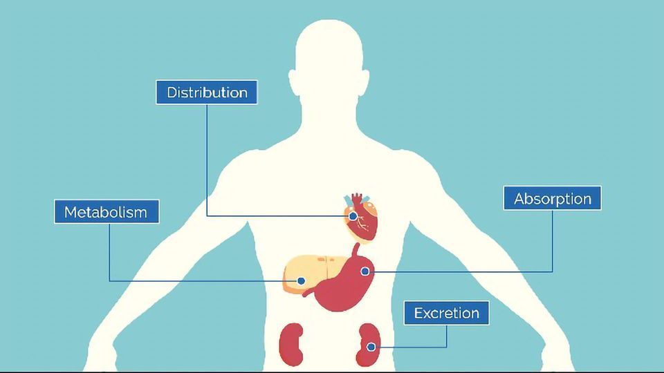 A diagram showing the locations of absorption, distribution, metabolism and excretion in the body.