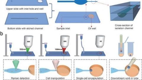Analysis of Single Bacterial Cells Thanks to Function-based Sequencing