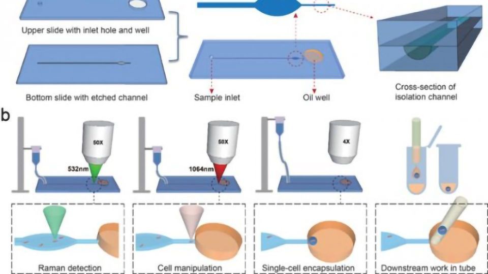 Analysis of Single Bacterial Cells Thanks to Function-based Sequencing content piece image