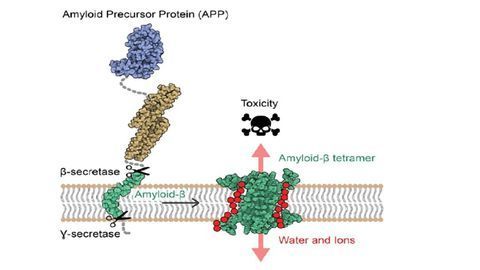 Atomic Structure of Aβ Protein Assemblies Revealed