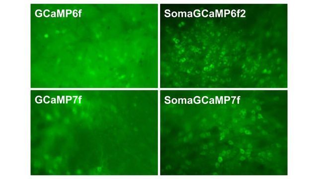 Targeted Calcium Indicators Give a Precision View of Activity in the Brain content piece image 