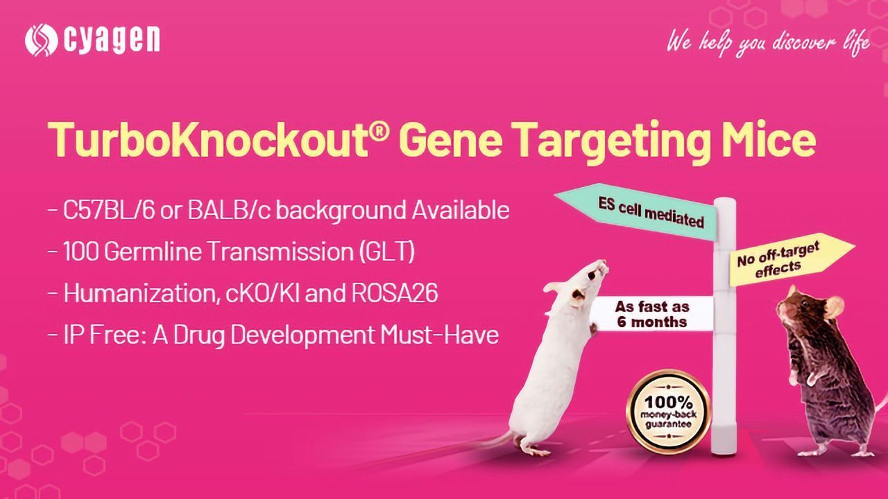 TurboKnockout® Gene Targeting Mice Services