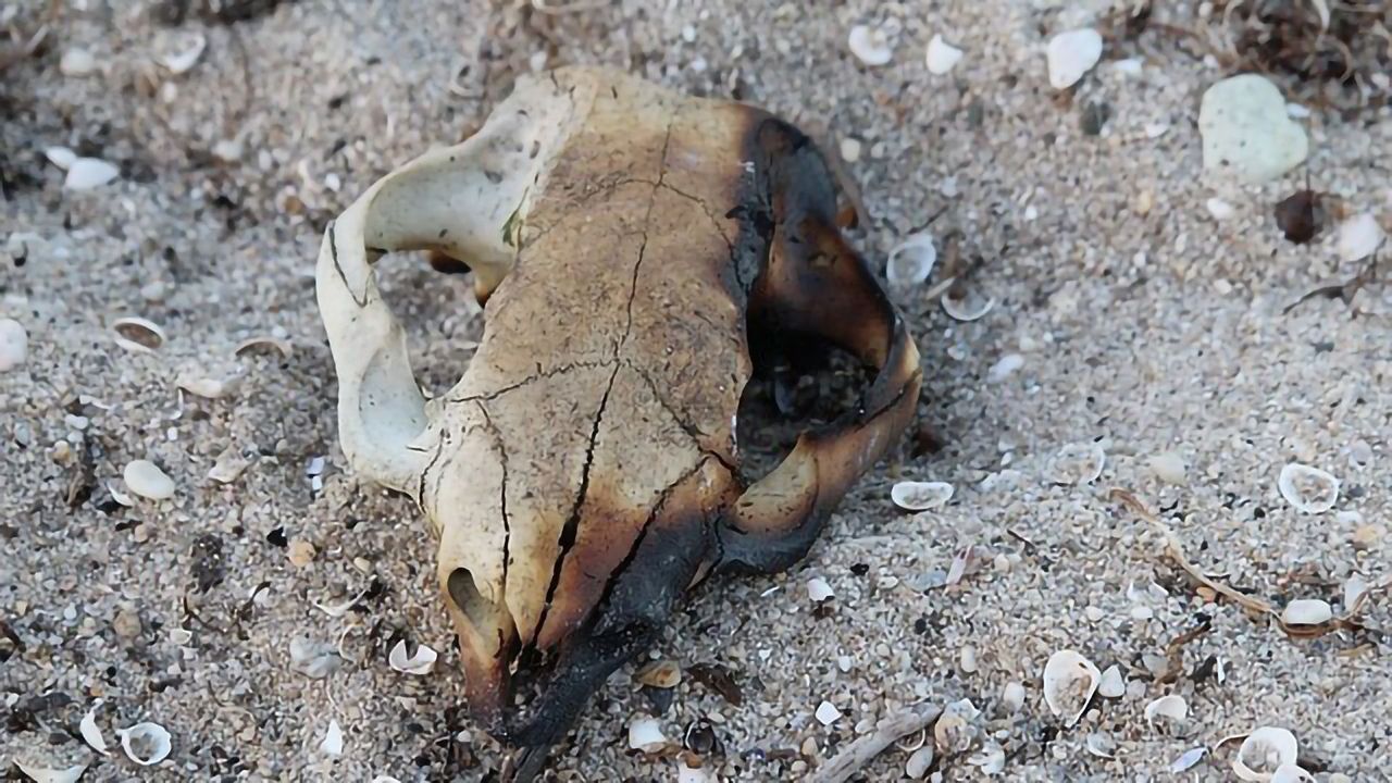3D Technology Brings Burnt Bones Back to Life
