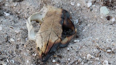 3D Technology Brings Burnt Bones Back to Life