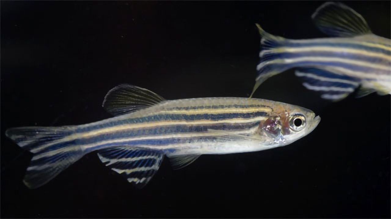 The "Fish Fixer": New Advances in Studying Zebrafish Could Yield Insight Into Disease