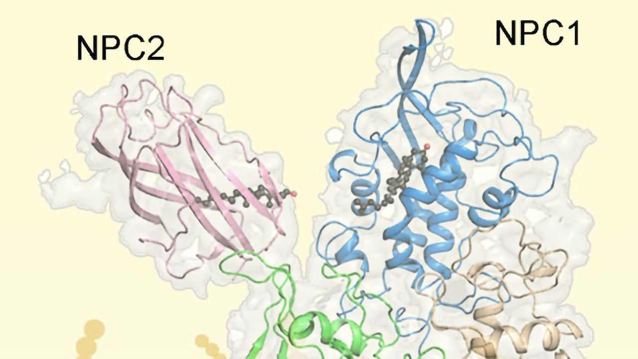 Making Moves With Cryo-EM